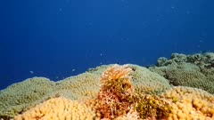 Slow Motion of Feather Duster Worm in turquoise water of coral reef in Caribbean Sea / Curacao with fish, coral and sponge