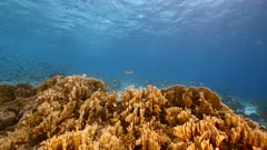 Slow Motion in shallow water of coral reef in Caribbean Sea / Curacao with fish, coral and sponge