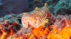 Close up of Sand Diver in coral reef in Caribbean Sea / Curacao