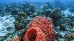 Seascape of coral reef in Caribbean Sea / Curacao with fish, coral and Giant Barrel Sponge