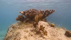 Seascape in shallow water of coral reef in Caribbean Sea / Curacao with Elkhorn Coral, fish, coral and sponge