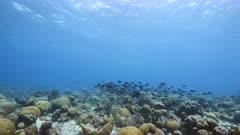 Seascape in turquoise water of coral reef in the Caribbean Sea around Curacao with Ocean Surgeonfish, Blue Tang, Doctorfish and coral and sponge