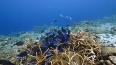 Seascape in turquoise water of coral reef in the Caribbean Sea around Curacao with School of Ocean Surgeonfish, Blue Tang, Doctorfish and coral and sponge