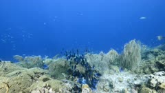 Seascape in turquoise water of coral reef in the Caribbean Sea around Curacao withSchool of Ocean Surgeonfish, Blue Tang, Doctorfish and coral and sponge