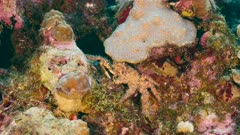 Close up of Channel Clinging Crab in coral reef in Caribbean Sea / Curacao