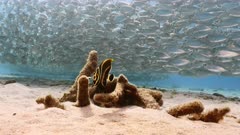 Bait ball / school of fish and juvenile French Angelfish in shallow water of coral reef  in Caribbean Sea / Curacao