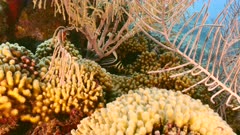 Seascape of coral reef in Caribbean Sea / Curacao with Spotted Drum fish, coral and sponge