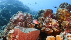 Seascape in turquoise water of coral reef in Caribbean Sea / Curacao with Blackbar Soldierfish, coral and sponge