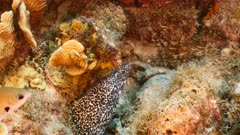 Close up of Spotted Moray Eel in coral reef of the Caribbean Sea / Curacao