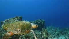 Loggerhead Sea Turtle swim in coral reef of Caribbean Sea / Curacao