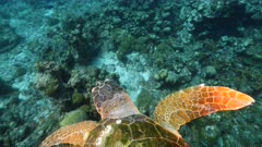 Loggerhead Sea Turtle swim in coral reef of Caribbean Sea / Curacao