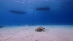 Green Sea Turtle / Chelonia mydas in shallow water of coral reef in Caribbean Sea / Curacao