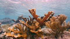 Seascape in shallow water of coral reef in Caribbean Sea, Curacao with fish, Elkhorn Coral and sponge
