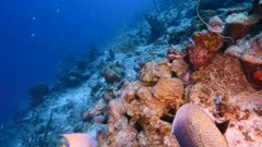 Seascape in turquoise water of coral reef in Caribbean Sea, Curacao with French Angelfish, Queen Angelfish coral and sponges