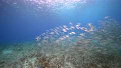 8K Bait ball / school of fish in turquoise water of coral reef in Caribbean Sea / Curacao