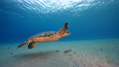 8K Seascape with Hawksbill Sea Turtle in the turquoise water of coral reef in Caribbean Sea / Curacao