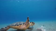 8K Seascape with Hawksbill Sea Turtle in the turquoise water of coral reef in Caribbean Sea / Curacao