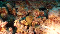 8K Seascape with Green Moray Eel, coral, and sponge in the turquoise water of coral reef in Caribbean Sea / Curacao