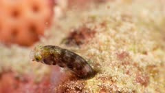 4K 120 fps Super Slow Motion close up of Blenny fish in coral reef of Caribbean Sea / Curacao