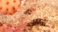 4K 120 fps Super Slow Motion close up of Blenny fish in coral reef of Caribbean Sea / Curacao