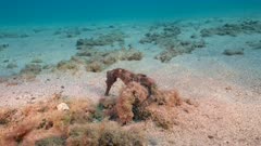 4K 120 fps Super Slow Motion:  Seahorse on sandy floor of coral reef in Caribbean Sea / Curacao