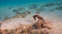 4K 120 fps Super Slow Motion:  Seahorse on sandy floor of coral reef in Caribbean Sea / Curacao