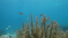 4K 120 fps Super Slow Motion: Seascape with Reef Squid, various fish, coral, sponge, and fish in the coral reef of the Caribbean Sea, Curacao