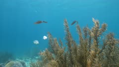 4K 120 fps Super Slow Motion: Seascape with Reef Squid, various fish, coral, sponge, and fish in the coral reef of the Caribbean Sea, Curacao