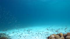 4K 120 fps Super Slow Motion: Seascape with various fish, coral, sponge, and fish in the coral reef of the Caribbean Sea, Curacao
