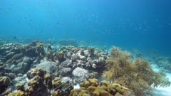 4K 120 fps Super Slow Motion: Seascape with various fish, coral, sponge, and fish in the coral reef of the Caribbean Sea, Curacao