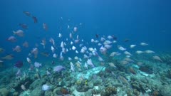 4K 120 fps Super Slow Motion School of fish, Surgeonfish in turquoise water of coral reef in Caribbean Sea / Curacao