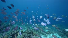 4K 120 fps Super Slow Motion School of fish, Surgeonfish in turquoise water of coral reef in Caribbean Sea / Curacao