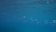 4K 120 fps Super Slow Motion: School of Fish, Ballyhoo, Halfbeak, in turquoise water of coral reef in Caribbean Sea / Curacao