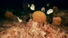 4K 120 fps Super Slow Motion: Grooved Brain Coral spawning with Foureye Butterflyfish and Banded Butterflyfish in the coral reef of the Caribbean Sea, Curacao