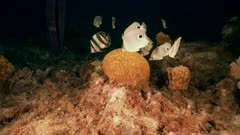 4K 120 fps Super Slow Motion: Grooved Brain Coral spawning with Foureye Butterflyfish and Banded Butterflyfish in the coral reef of the Caribbean Sea, Curacao