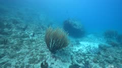 4K 120 fps Super Slow Motion, FPV: Seascape with various fish, coral, sponge, and fish in the coral reef of the Caribbean Sea, Curacao