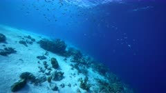 8K FPV style: Seascape with various fish, coral, and sponge in the turquoise water of coral reef in Caribbean Sea / Curacao