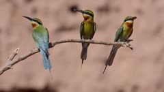 Three Blue-Tailed Bee-Eater Sitting on a Branch with a prey