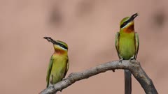 Two Blue-Tailed Bee-Eater Sitting on a Branch with a prey