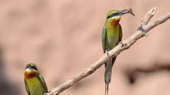 Blue-Tailed Bee-Eater Sitting on a Branch with a prey 
