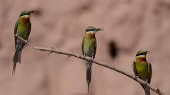 Blue-Tailed Bee-Eater Sitting on a Branch with a prey Calling his Partner
