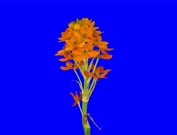 Time-lapse of growing, opening and rotating orange african lily (Ornithogalum thyrsoides or chinkerinchee or star-of-Bethlehem or wonder-flower) in Film-4K Animation Format with ALPHA transparency channel isolated on blue chroma keyed background background