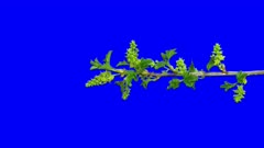 Time-lapse of growing white currant branch 2v5 in 4K Animation format with ALPHA transparency channel isolated on blue chroma keyed background, vertical composition