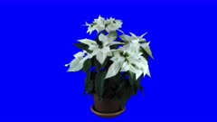 Time-lapse of growing white Poinsettia (Princettia) Christmas flower over 3 weeks period 1a6 in 5K Animation format with ALPHA transparency channel isolated on blue chroma keyed background