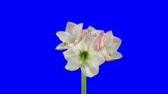 Time-lapse of growing, opening and rotating amaryllis Apple Blossom Christmas flower 1x6 in 4K Animation format with ALPHA transparency channel isolated on blue chroma keyed background