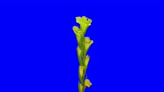 Time-lapse of opening green gladiolus flower 2a6 in 6K Animation format with ALPHA transparency channel isolated on blue chroma keyed background