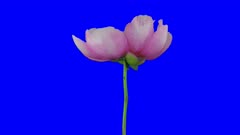Time-lapse of growing, opening and rotating red Peony 1a5 in 4K Animation format with ALPHA transparency channel isolated on blue chroma keyed background
