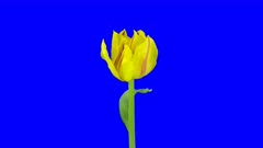 Time-lapse of growing, opening and rotating yellow tulip 1a6 in 4K Animation format with ALPHA transparency channel isolated on blue chroma keyed background