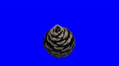 Time-lapse of opening pine cone 15a5 in 4K Animation format with ALPHA transparency channel isolated on blue chroma keyed background