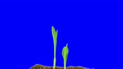 Time-lapse of growing maize vegetable 2d5 in 4K Animation format with ALPHA transparency channel isolated on blue chroma keyed background